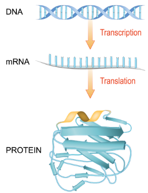 una ilustración del proceso de fabricación de proteínas